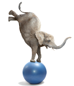 Elephant on ball